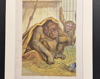 The Chimpanzee - Original 1898 Antique Print