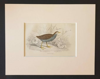 Spotted Crake - Original c1840 hand coloured bird print in mount