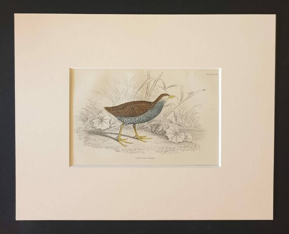 Original c1840 hand coloured bird print in mount - Spotted Crake