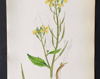 Wild Radish - Original Sowerby 1863 hand coloured botanical print