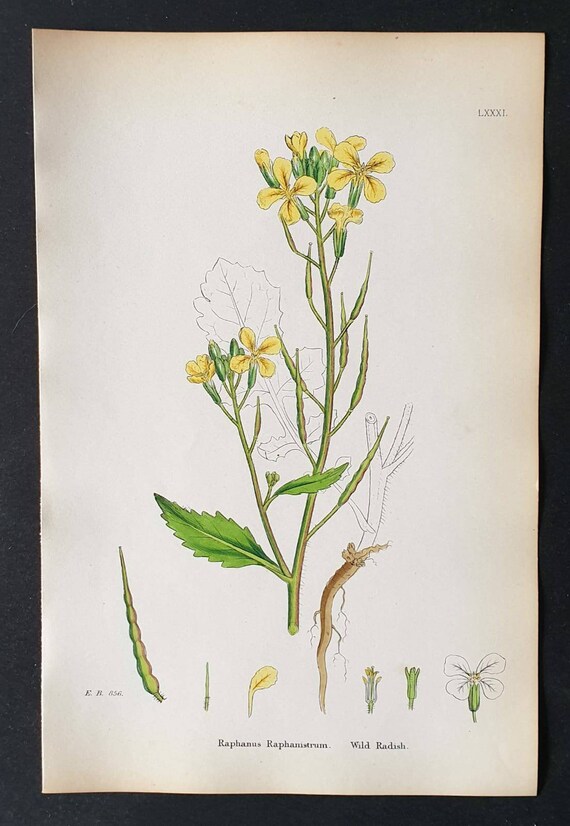 Original 1863 hand coloured botanical print - Wild Radish