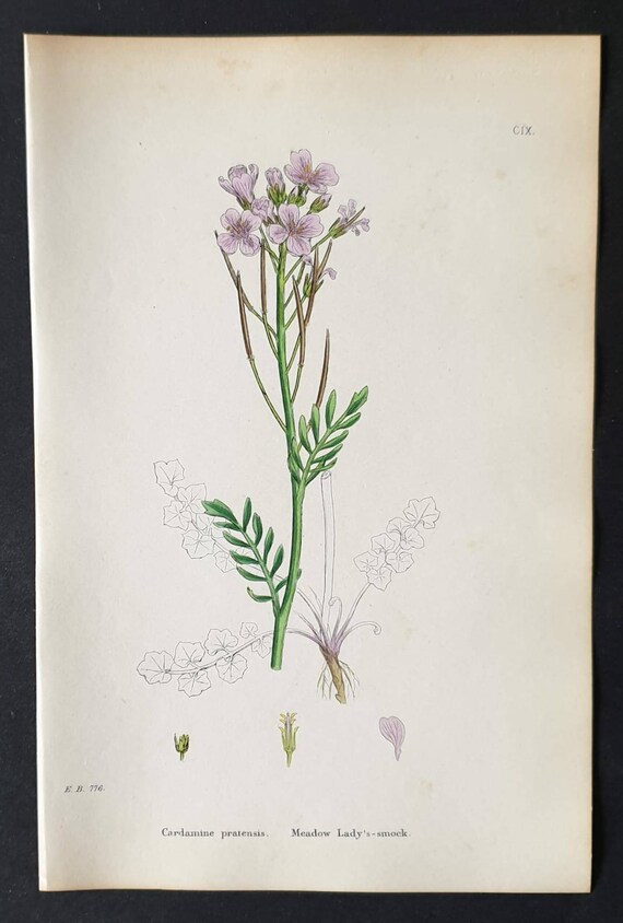 Original 1863 hand coloured botanical print - Meadow Lady's Smock