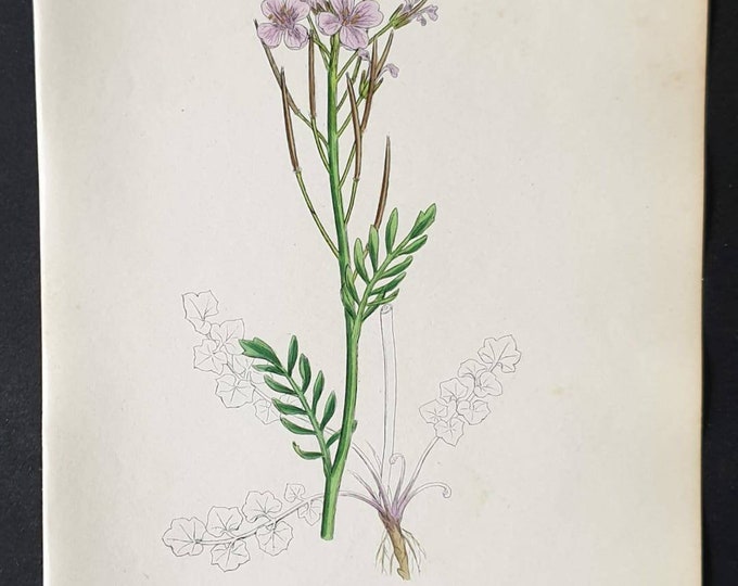 Original 1863 hand coloured botanical print - Meadow Lady's Smock