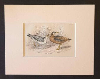 Grey Phalarope - Original c1840 hand coloured bird print in mount