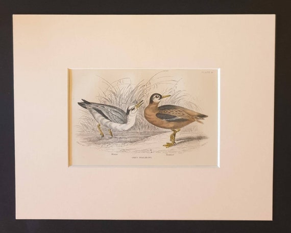 Original c1840 hand coloured bird print in mount - Grey Phalarope