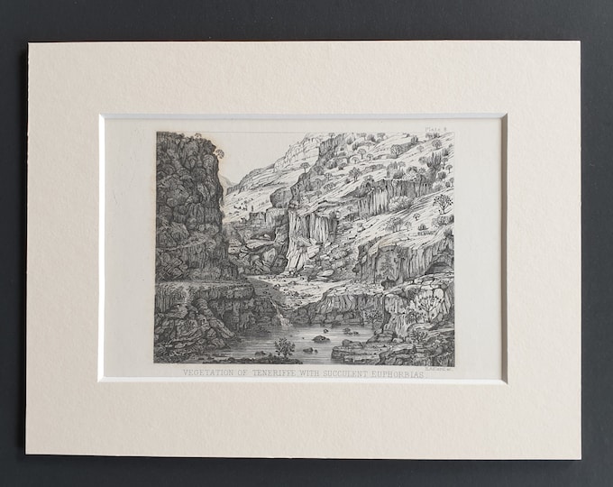Vegetation of Tenerife, with succulent euphorbias - Original 1866 woodcut print in mount