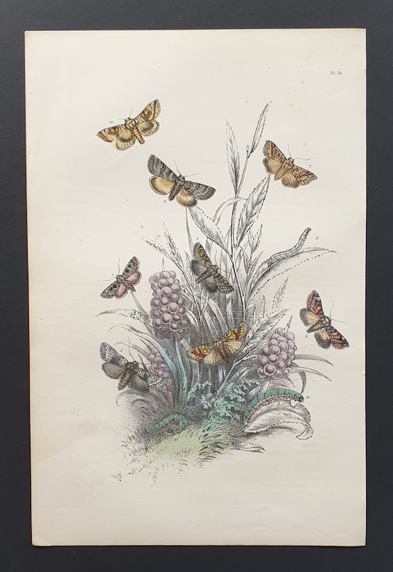 The Marble Beauty Moth and others - Original hand coloured 1860 print