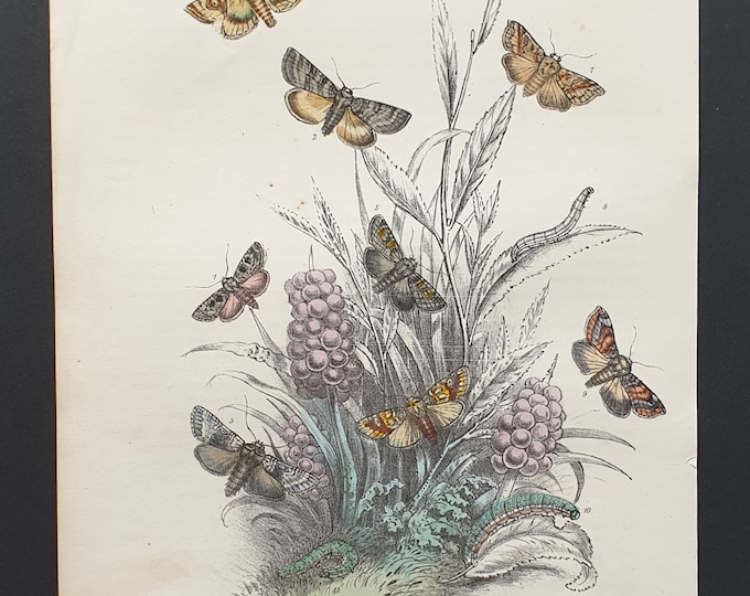 The Marble Beauty Moth and others - Original hand coloured 1860 print