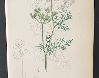 Common Coriander - Original 1863 Sowerby hand coloured botanical print