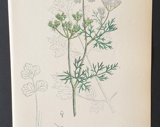Original 1863 hand coloured botanical print - Common Coriander