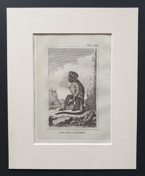 Roloway or Palatine - Original 1812 Buffon print in mount