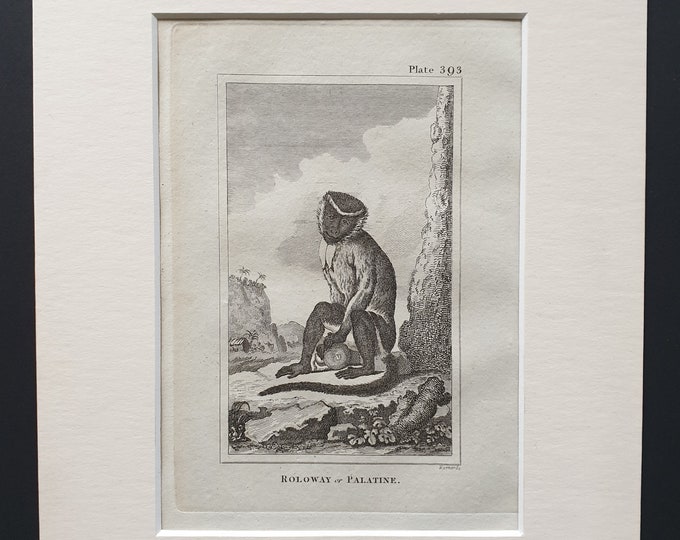 Roloway or Palatine - Original 1812 Buffon print in mount