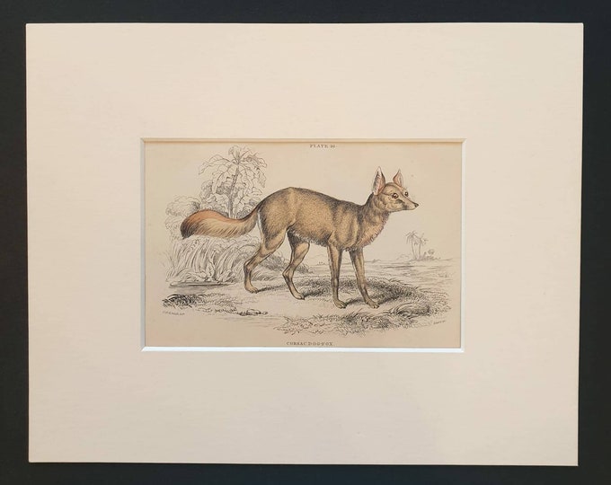 Original 1839 hand coloured mammalia print in mount - Corsac Dog Fox
