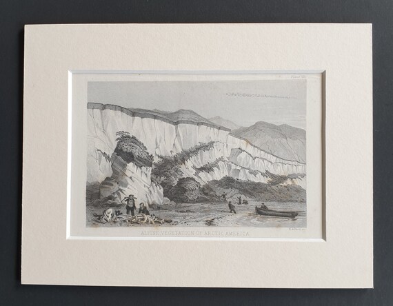 Alpine vegetation of Arctic America - Original 1866 woodcut print in mount