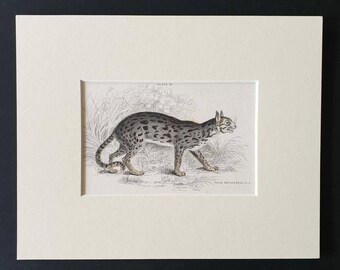 Nepalese Cat - Original 1834 hand coloured Naturalists Library print