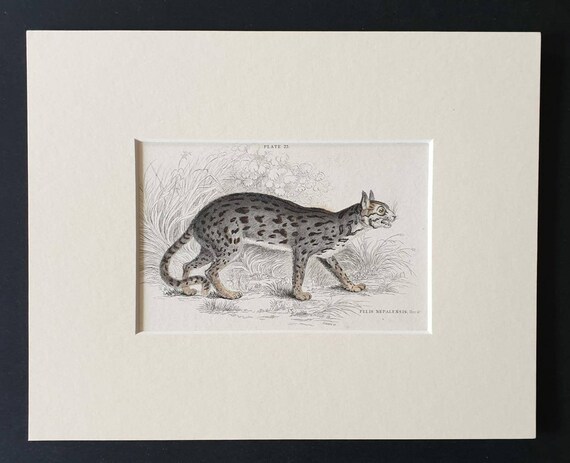 Original 1834 hand coloured  Naturalists Library print - Nepalese Cat