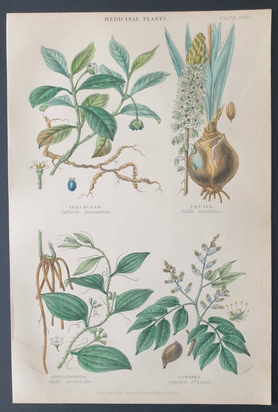 Original 1877 The Vegetable  Kingdom print - Medicinal plants
