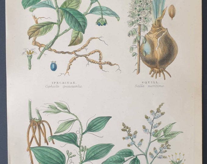 Original 1877 The Vegetable  Kingdom print - Medicinal plants