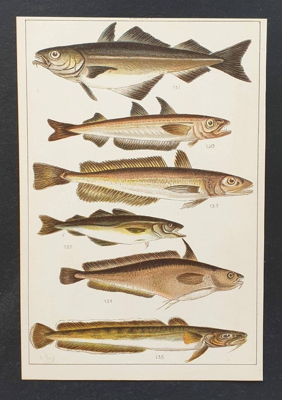 Original 1915 fish print - Plate 17