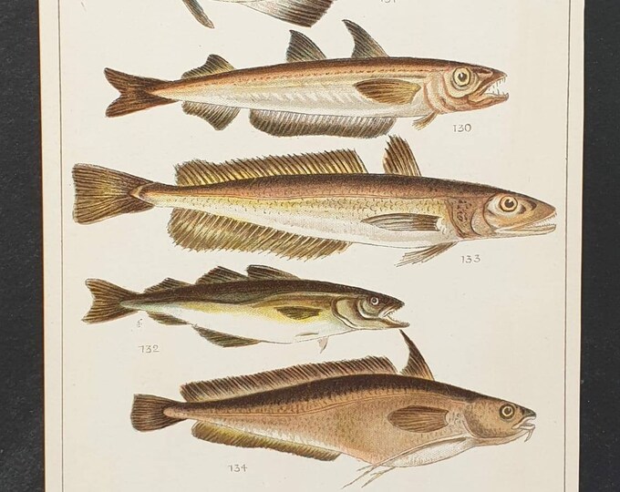 Original 1915 fish print - Plate 17