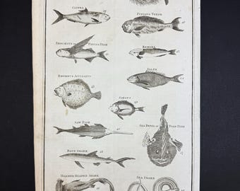 Fishes - Tab. IV - Original c1785 Antique Print