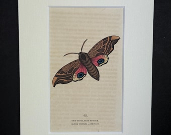 The Ocellated Sphinx - Original 1832 Hand Coloured Antique Print