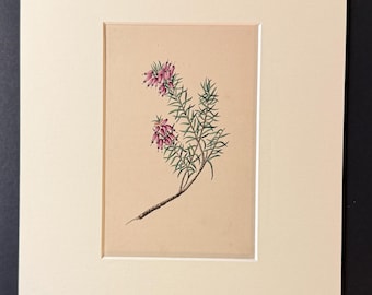 The Dwarf Heath - Original 1840 Hand Coloured Print