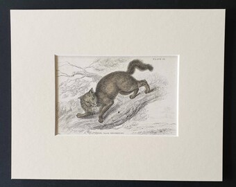 The Angora Cat - Original 1834 hand coloured Naturalists Library print