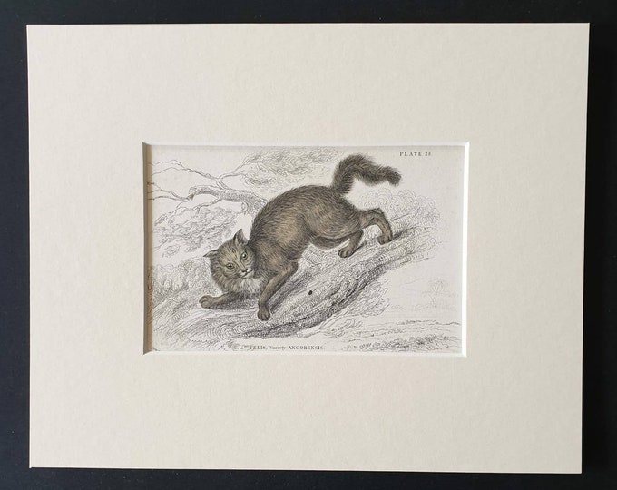 Original 1834 hand coloured  Naturalists Library print - The Angora Cat