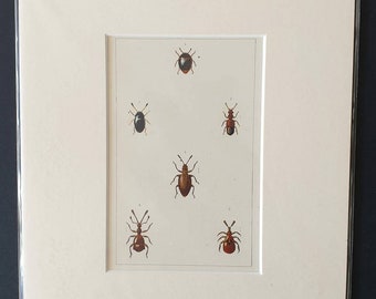 Beetles - Original hand coloured 1890 print in mount