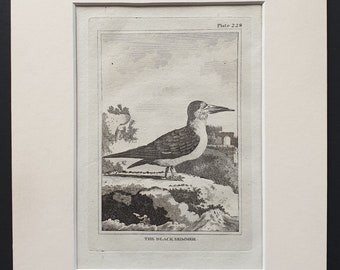 The Black Skimmer -  Original 1812 Buffon print in mount (228)