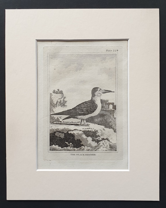 The Black Skimmer -  Original 1812 Buffon print in mount (228)