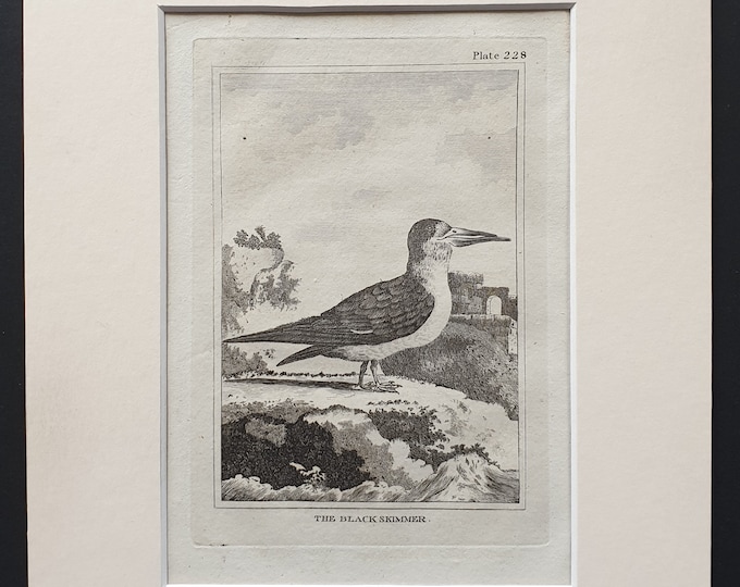 The Black Skimmer -  Original 1812 Buffon print in mount (228)