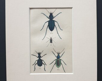 Cicindela Aurulenta, Anthia Decemguttata, Procerus Tauricus, Carabus Hispanus - Original c1860 hand coloured beetle print in mount