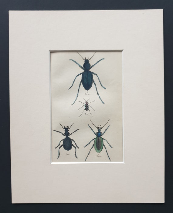 Cicindela Aurulenta, Anthia Decemguttata, Procerus Tauricus, Carabus Hispanus - Original c1860 hand coloured beetle print in mount