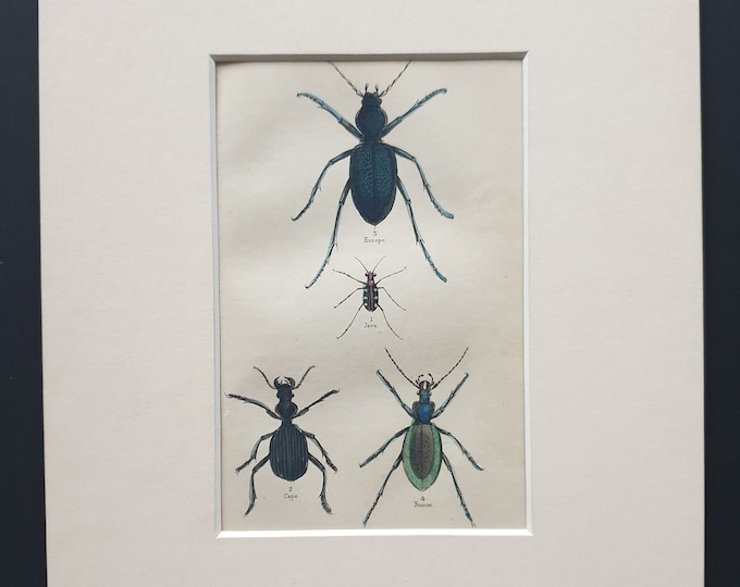 Cicindela Aurulenta, Anthia Decemguttata, Procerus Tauricus, Carabus Hispanus - Original c1860 hand coloured beetle print in mount