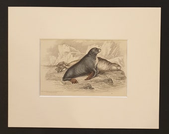 The Ursine Seal - Original 1839 hand coloured print in mount
