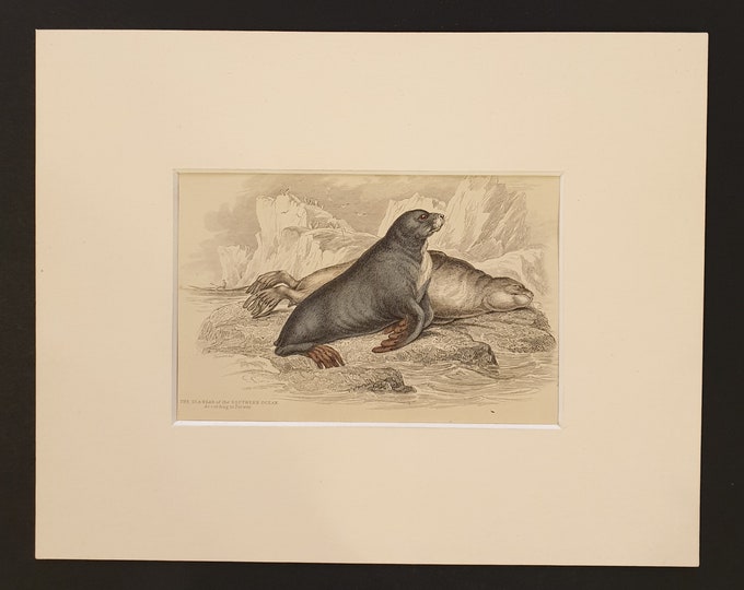 The Ursine Seal - Original 1839 hand coloured print in mount