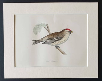 Mealy Redpol - Original 1891 hand coloured bird print in mount