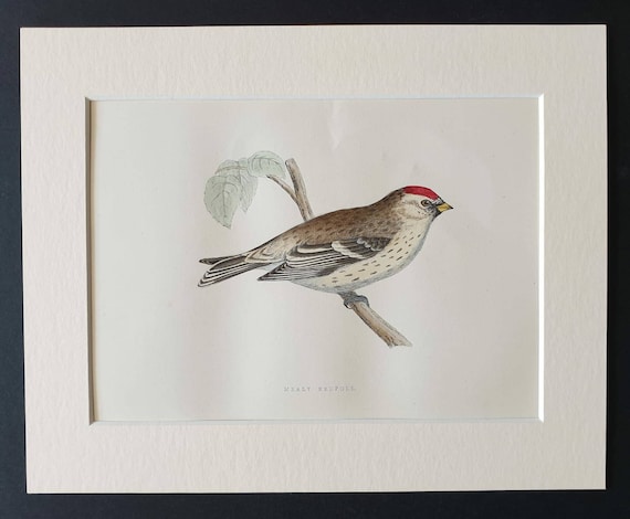 Original 1891 hand coloured bird print in mount - Mealy Redpole