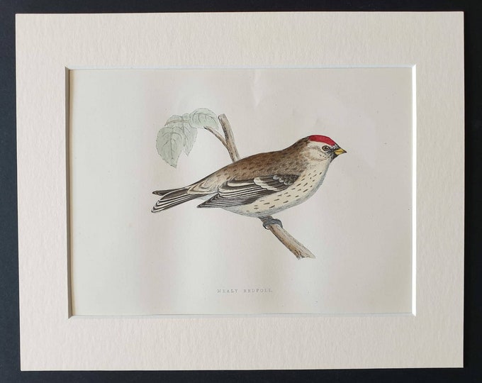 Original 1891 hand coloured bird print in mount - Mealy Redpole