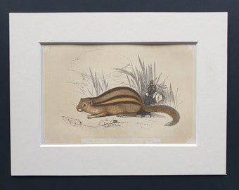 The Ground or Striped Squirrel - Original 1851 John Tallis woodblock print
