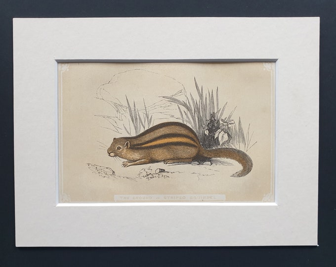 The Ground or Striped Squirrel - Original 1851 John Tallis woodblock print