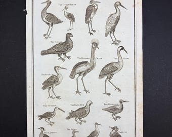 Birds - Original c1785 Antique Print