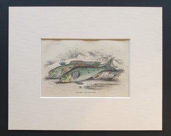 The Ruffe, The Greater Weever - Original c1860 hand coloured fish print in mount