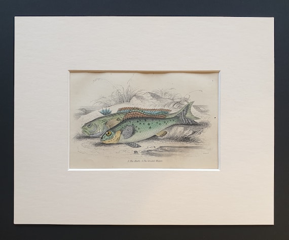 The Ruffe, The Greater Weever - Original c1860 hand coloured fish print in mount