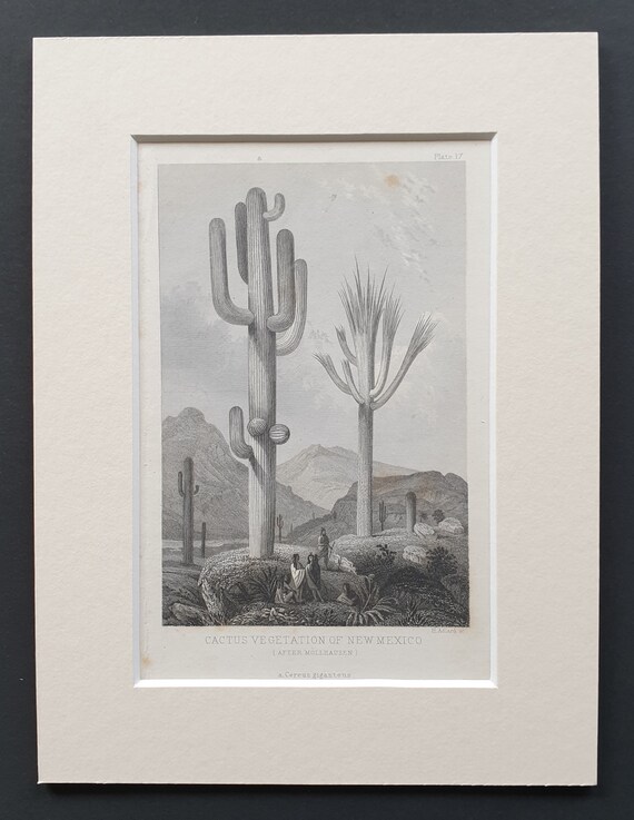 Cactus vegetation of New Mexico - Original 1866 woodcut print in mount