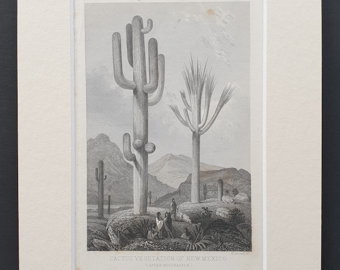 Cactus vegetation of New Mexico - Original 1866 woodcut print in mount