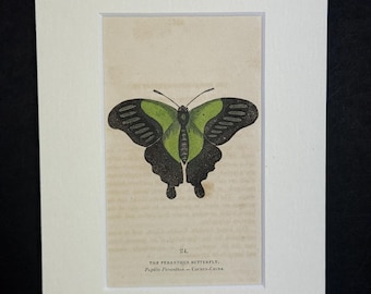 The Peranthus Butterfly - Original 1832 Hand Coloured Antique Print