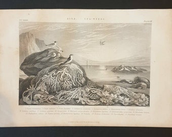 Original 1874 The Vegetable  Kingdom engraving - Algae or Sea Weeds